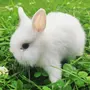 Белый декоративный кролик