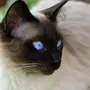 Сиамская Кошка
