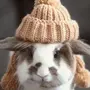 Картинка на ватсап кролик