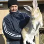 Кролик Ризен