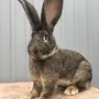 Кролик Великан