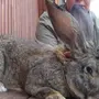 Кролик великан
