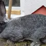 Кролик великан