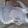 Кролик серый великан