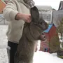 Кролик Серый Великан