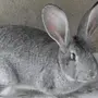Кролик Серый Великан