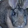Кролик серый великан