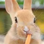 Кролик с морковкой картинка