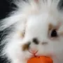 Кролик С Морковкой Картинка