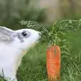 Кролик с морковкой картинка