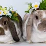 Кролик с цветами картинки