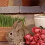 Кролик С Цветами Картинки