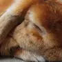 Спящий Кролик