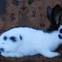 Порода кроликов строкач