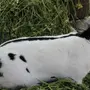 Порода кроликов строкач
