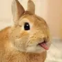 Кролик прикольные картинки