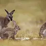 Австралийский кролик