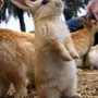 Австралийский кролик