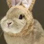 Кролики В Одежде