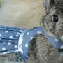 Кролики в одежде