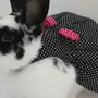 Кролики В Одежде