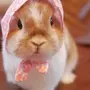 Кролики в одежде