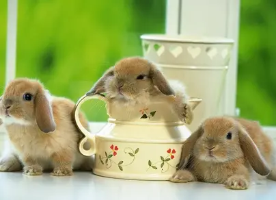 Кролики и зайцы картинки