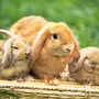 Кролики И Зайцы Картинки