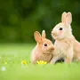Кролики И Зайцы Картинки