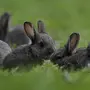Кролики и зайцы картинки