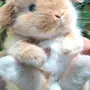 Кролики красивые