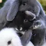 Кролики красивые