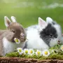 Кролики Красивые