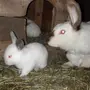 Кролики Нзк