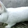 Кролики нзк