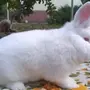 Кролики нзк