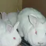 Кролики Нзк