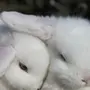 Влюбленные кролики картинки