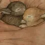Влюбленные Кролики Картинки