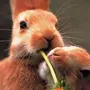 Влюбленные кролики картинки