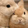 Влюбленные Кролики Картинки