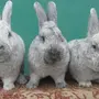 Кролики Серебро
