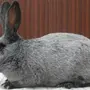 Кролики серебро