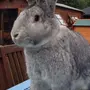 Мясные Кролики