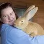 Крупные Кролики