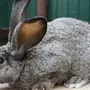 Крупные Кролики