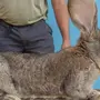 Крупные кролики