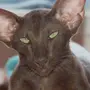 Ориенталы кошки