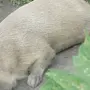 Спящая капибара