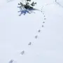 Следы хорька на снегу